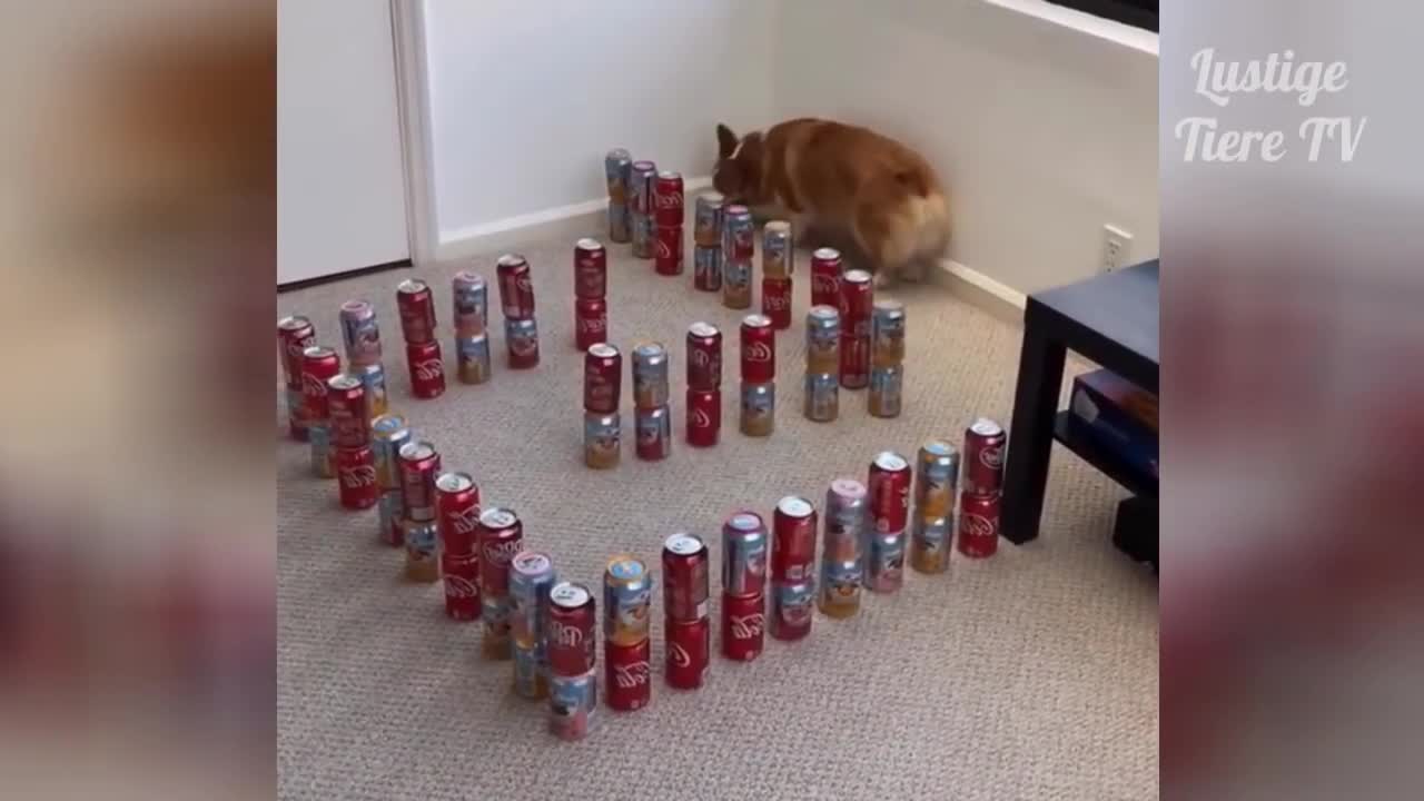 Watch this Super Cute Best Funny Cats and Dogs Compilation!!! REALLY FUNNY!