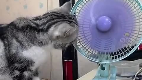 Cute Pet Collection