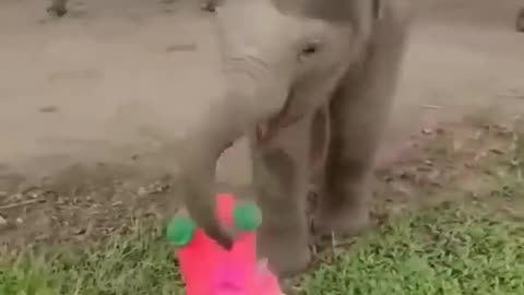 Elephant funny moments #shorts #shortvideo #youtubeshorts #short #pramodsawvlogs #animals #elephant