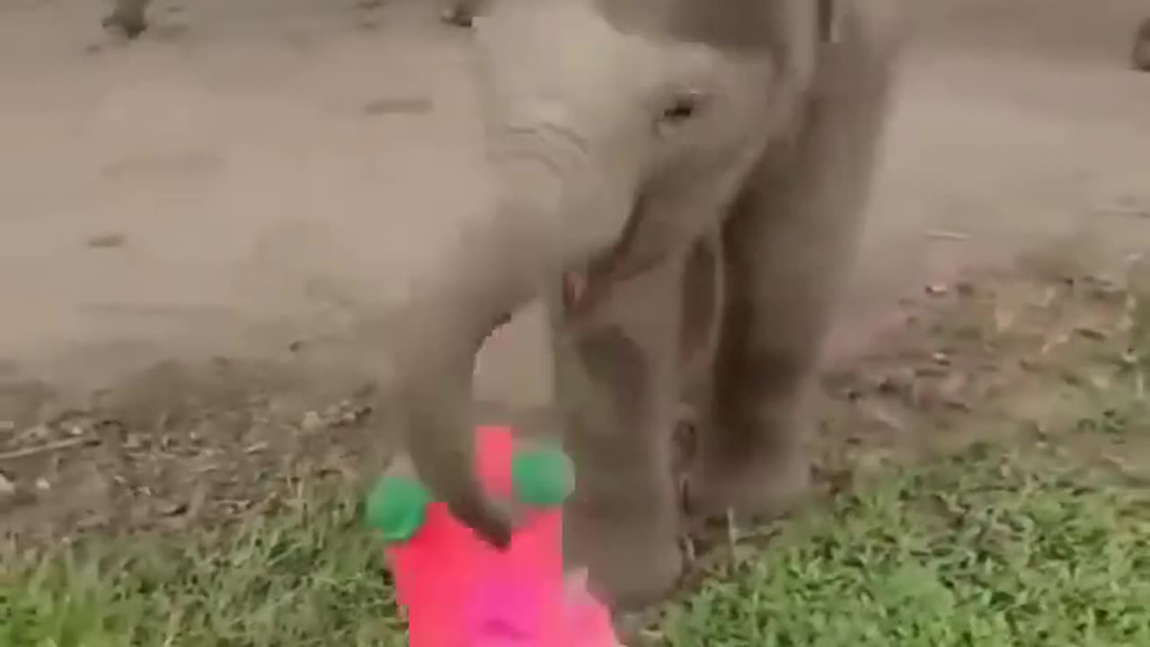 Elephant funny moments #shorts #shortvideo #youtubeshorts #short #pramodsawvlogs #animals #elephant