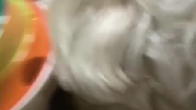A cute white puppy playing with a toy ball with snacks.