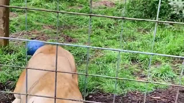 Kariba has so much fun with scatter feeding enrichment!! What a huntress