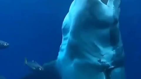Shark attacking brutally!