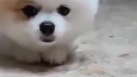 Cute puppy follow command