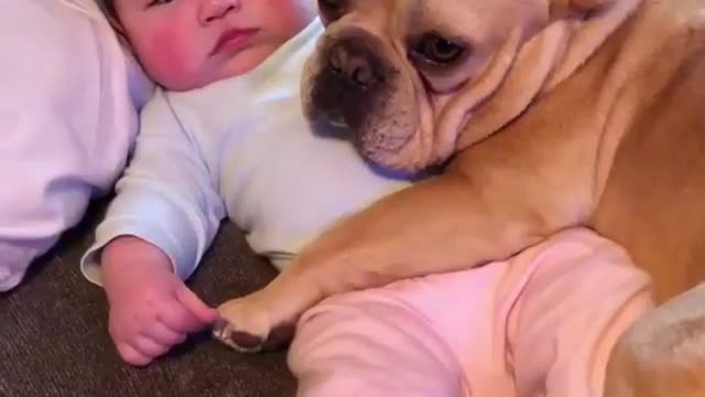 Funny Dog Videos 2021 It's time to LAUGH with Dog's life224