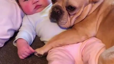 Funny Dog Videos 2021 It's time to LAUGH with Dog's life224