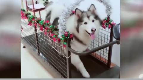 Funnies Pets In The World Funny Dogs