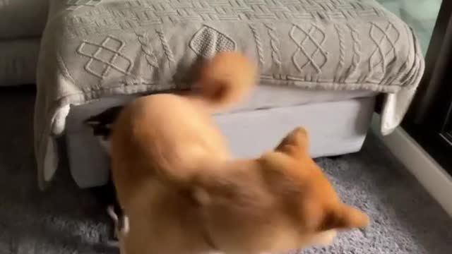 Dog Thug Life Video || Dog Funny Moments || Dog Videos