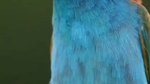Nice bird