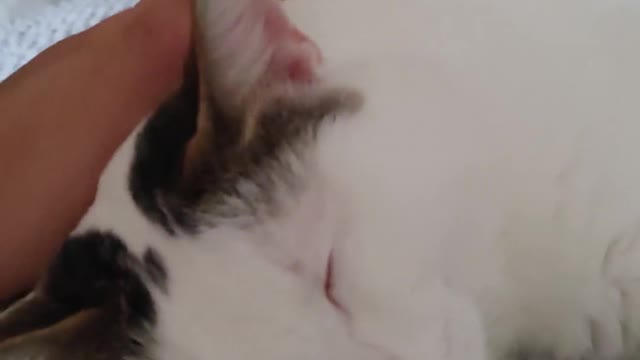 Cute sleeping cats