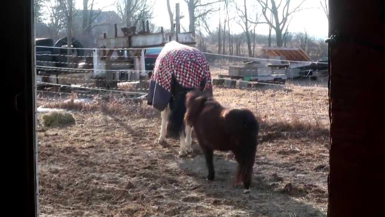 Trouble Trying New Horse | New Horse Gives Trouble
