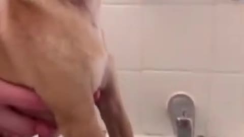 Funniest Cat And Dogs 😂 Funny Animal Videos 2022 #1