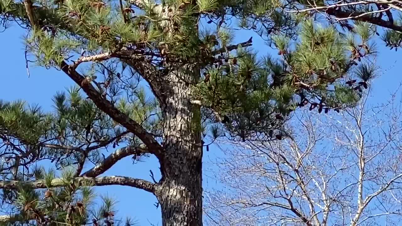 Squirrel survives vicious attack