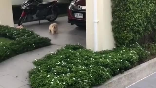 puppy waiting for me