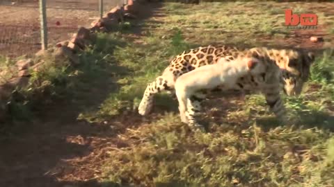 Unusual animal friendship