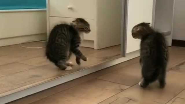 😳😳 how cute kitty