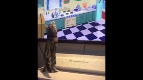 funny and cute cats - short funny cat videos