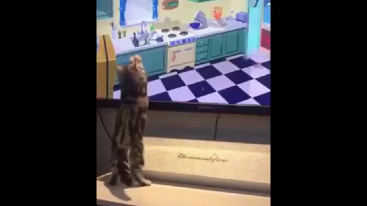 funny and cute cats - short funny cat videos