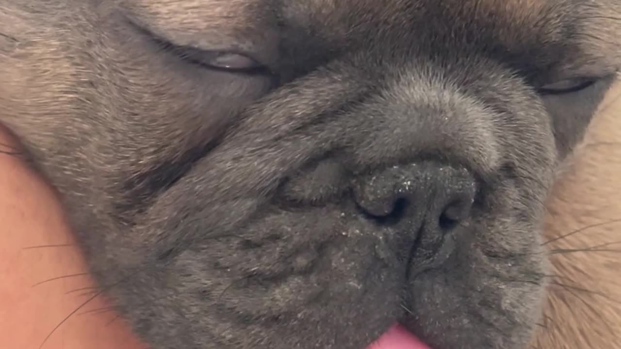 Sleepy Frenchie