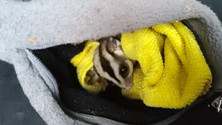 Cute sugar glider loves the camera