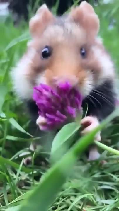 When you make picture for a mouse