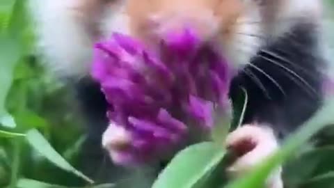 When you make picture for a mouse