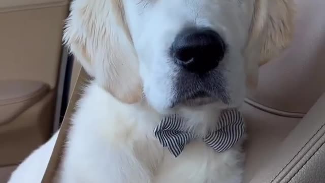 Golden Retriever Puppy🐶🐶||Cute Puppy🤗