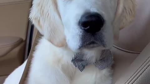 Golden Retriever Puppy🐶🐶||Cute Puppy🤗