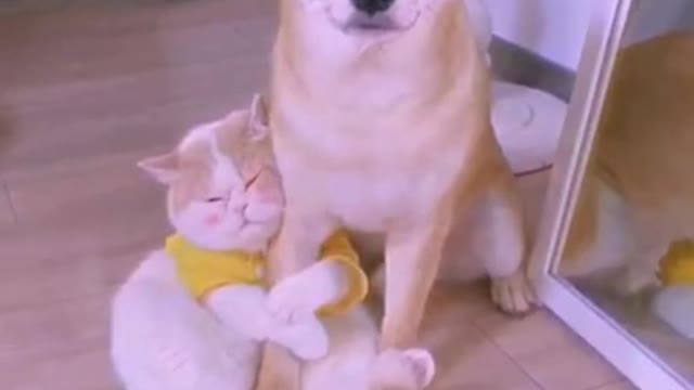 Funniest 😻 Cats and 🐶 Dogs - Awesome Funny Pet Animals Life Video 😇