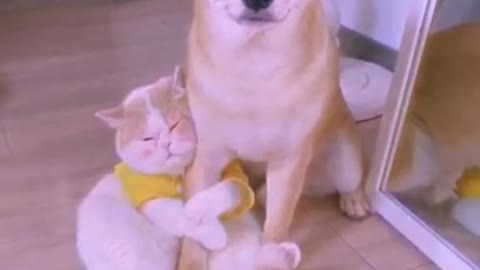 Funniest 😻 Cats and 🐶 Dogs - Awesome Funny Pet Animals Life Video 😇