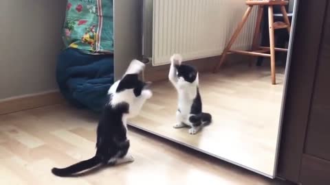 Funny Cat And mirror Video|Funny video|What's App Videos|30 Seconds Status Video|