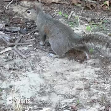 Have You Ever Seen a Squirrel so into Enjoying his Nut_