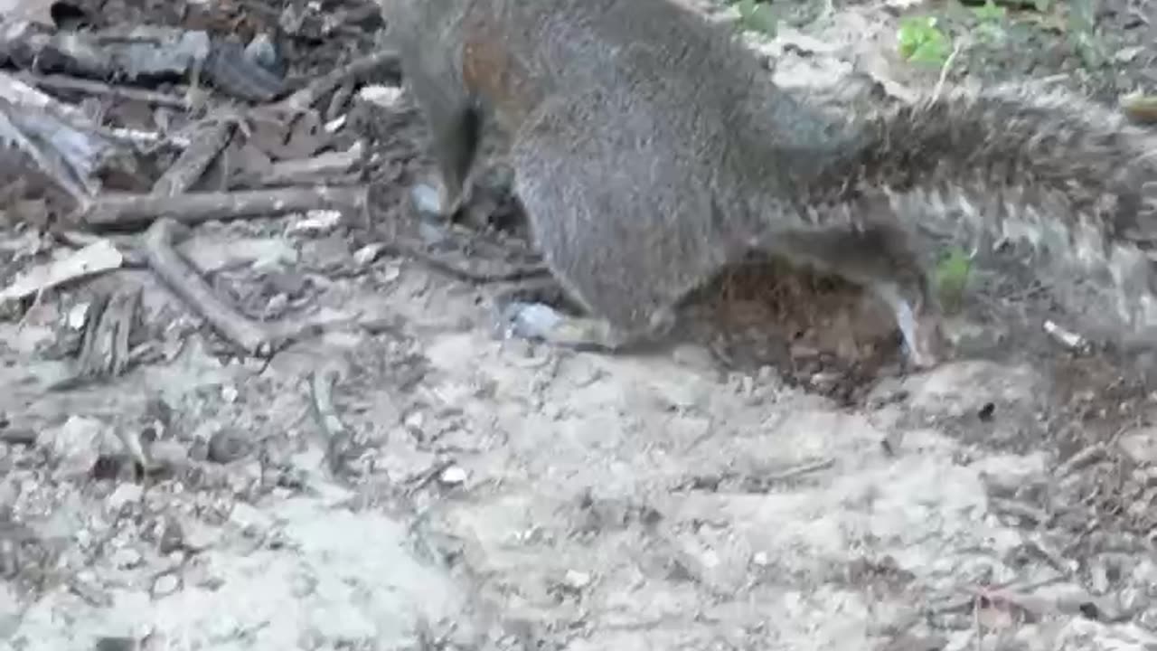 Have You Ever Seen a Squirrel so into Enjoying his Nut_