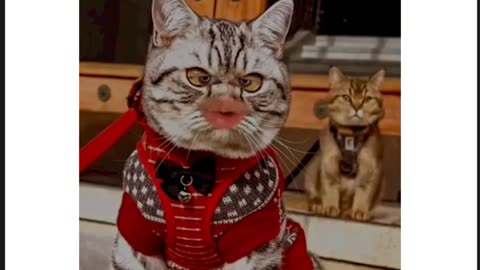 Funney video 😺😺🐈