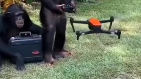Monkey playing drone