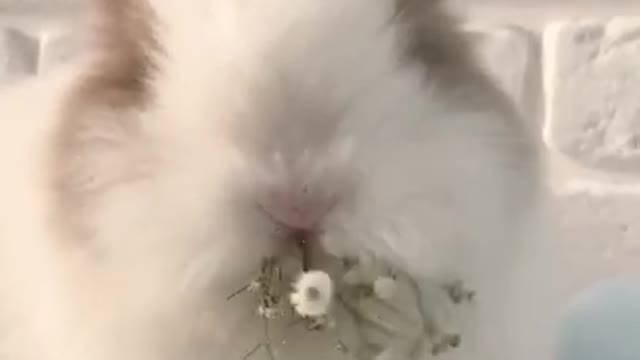 Cute baby rabbit eating