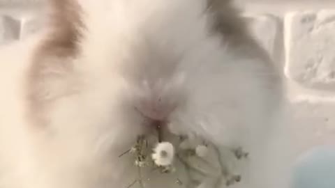 Cute baby rabbit eating