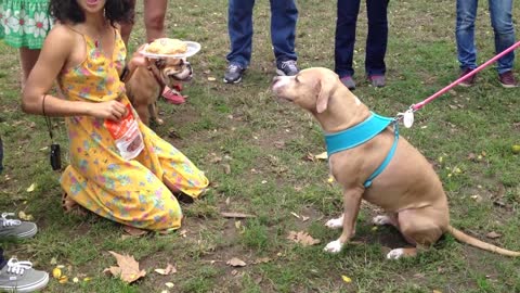 Elle the Dog Balances a Cake of her head on her head