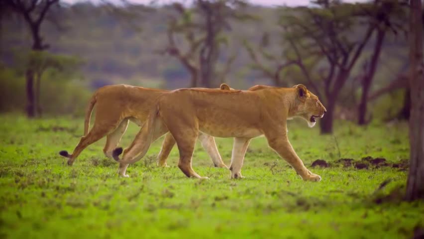 Par de Leoas caminhando juntas