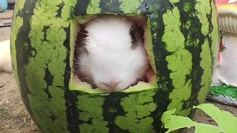 rabbit eating food#rabbiteatingfood #rabbiteatingfoodasmr #rabbiteatingfoodvideo #rabbiteatingfoodin
