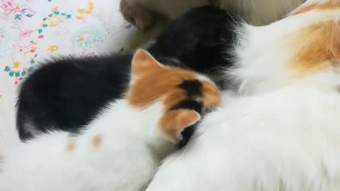 Sofi Kitten With Mummy Breastfeeding's For Lunch