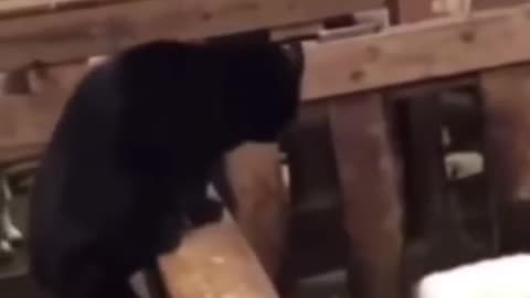Cats trick