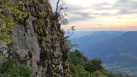 Johannes Fells, Southern Brazil