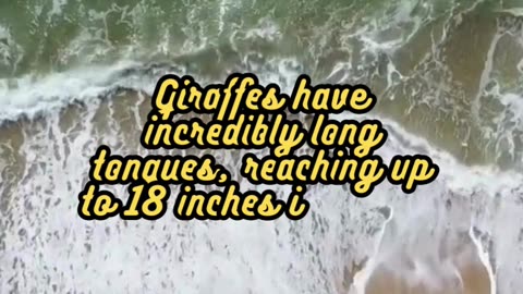 Animal Facts Giraffes #shorts