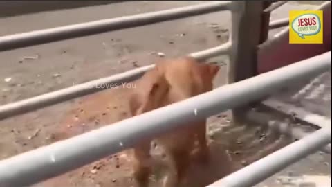 Israel's Final Warning Terrifies The Entire World.