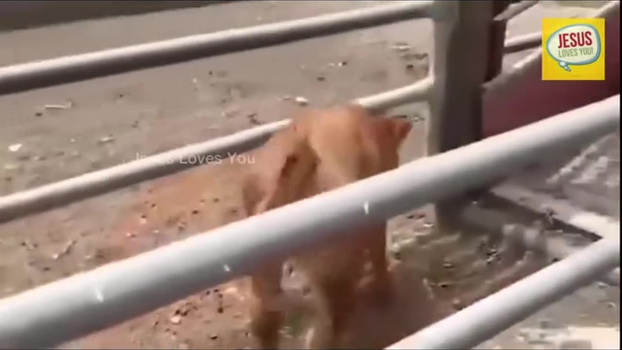 Israel's Final Warning Terrifies The Entire World.