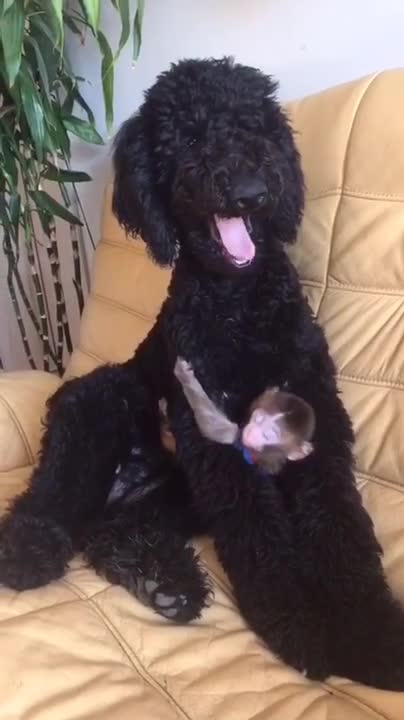 baby monkey clinging on dog ****