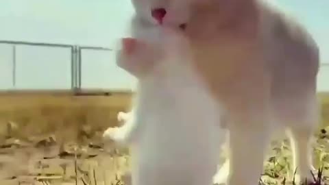 Who Love Cats 😍