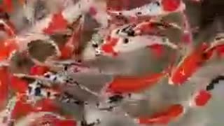 Koi fish