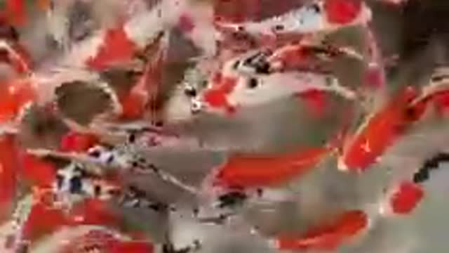 Koi fish